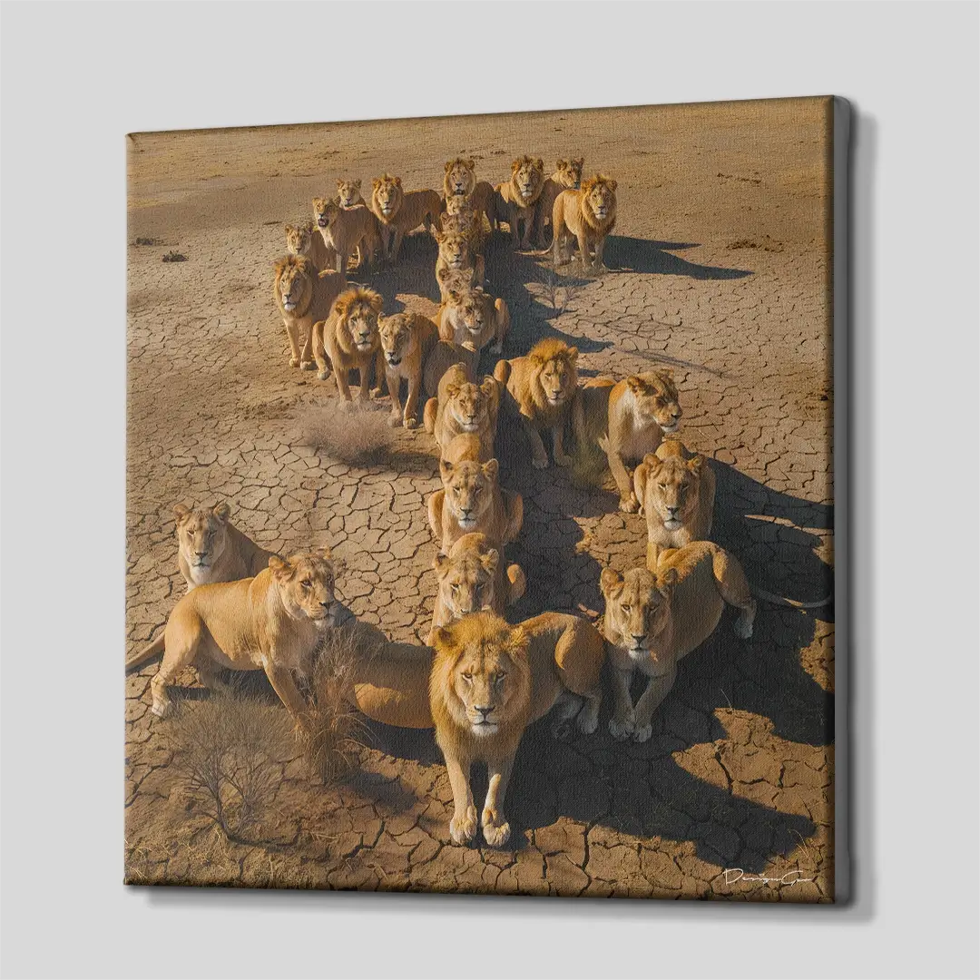 Side angle of the lion $ symbol desert canvas print, highlighting the high-quality gallery wrap finish and the professional 3D depth of the wooden frame