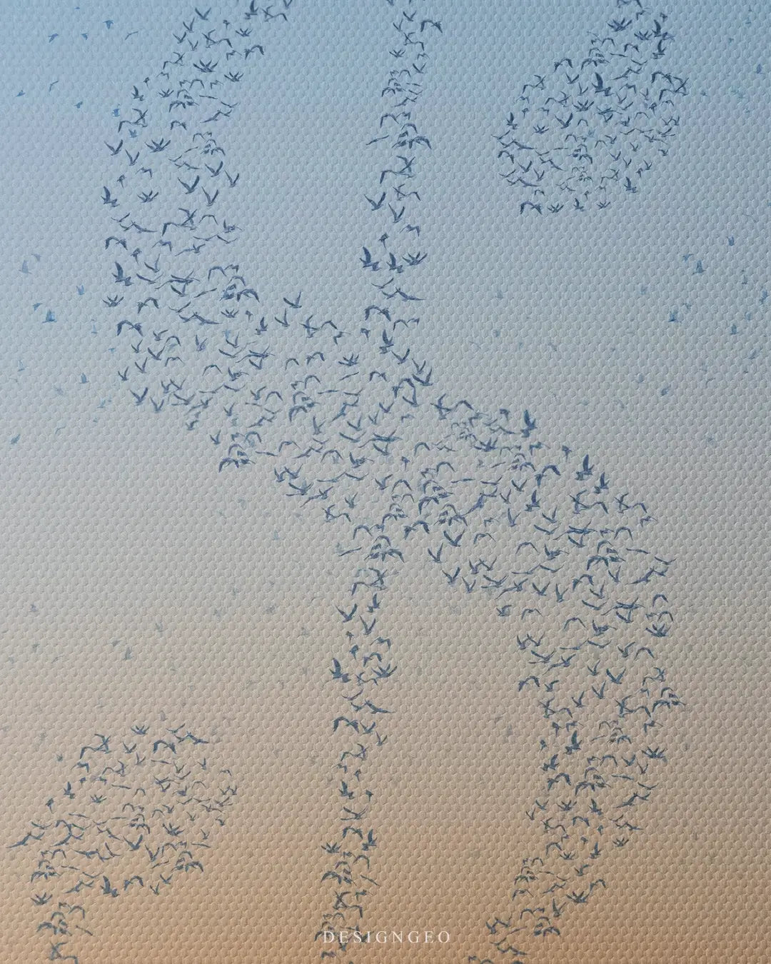 Artistic canvas illustration of birds creating a money symbol in the sky, representing financial freedom, harmony, and the rewards of a visionary mindset